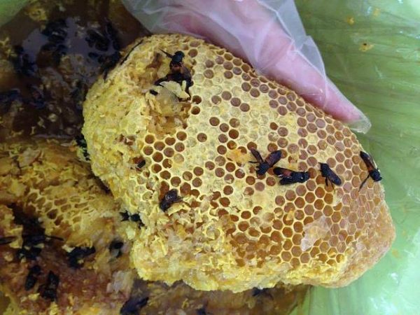 Mật ong rừng nguyên chất - Công Ty TNHH Thảo Mộc Vàng